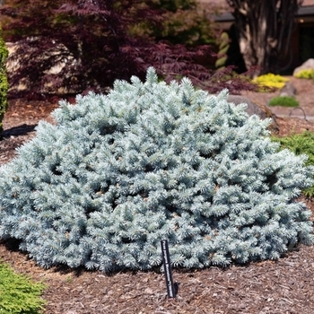 Picea pungens 'Moonstone®' 