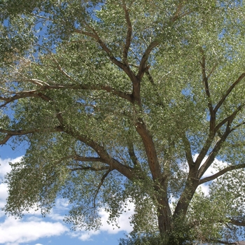 Populus fremontii