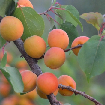 Prunus armeniaca 'Tilton' 