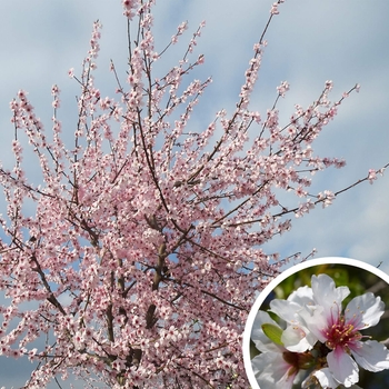 Prunus dulcis 'All-In-One' 
