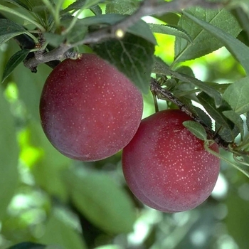 Prunus salicina 'Beauty' 