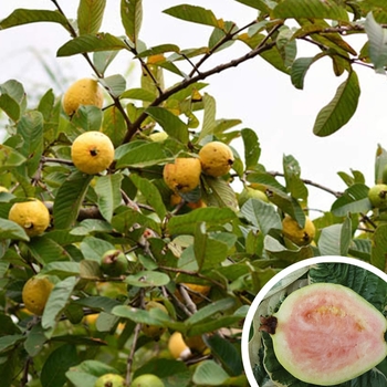 Psidium guajava