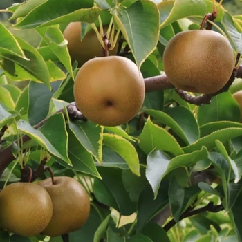 Pyrus pyrifolia