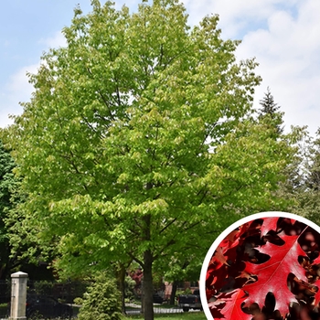 Quercus buckleyi