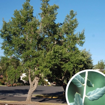 Quercus suber