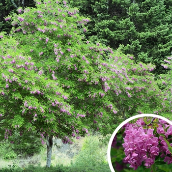 Robinia pseudoacacia 'Purple robe' 