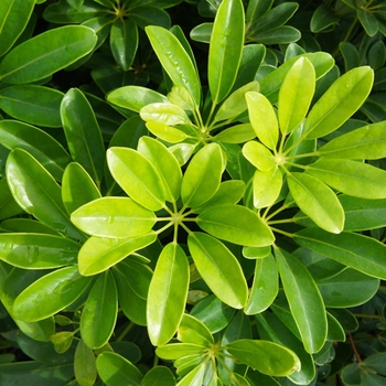 Schefflera arboricola