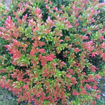 Vaccinium ovatum