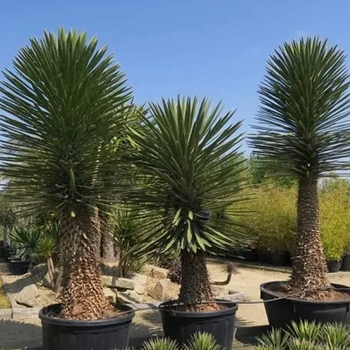 Yucca filifera