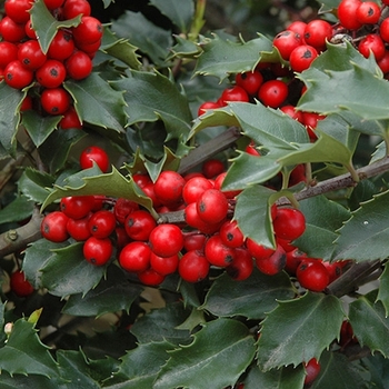 Ilex verticillata 'Combo' 