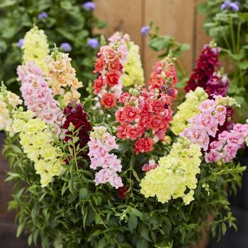 Antirrhinum majus 'DoubleShot Mixture' 