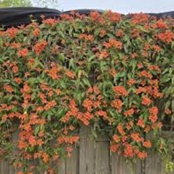 Bignonia capreolata
