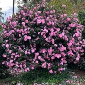 Camellia sasanqua