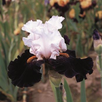 Iris germanica 'Starring' 