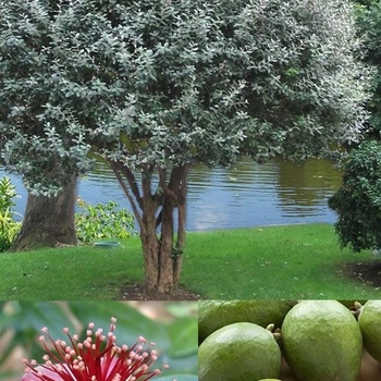 Feijoa sellowiana