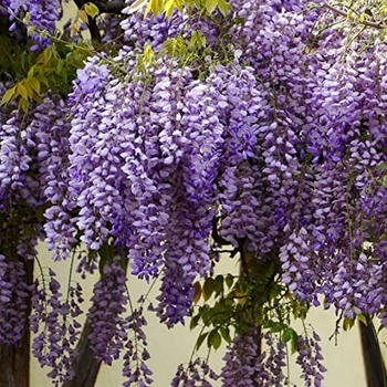 Wisteria floribunda