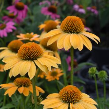 Echinacea Sombrero® 'Granada Gold' (310476)
