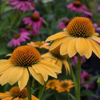 Echinacea Sombrero® 'Granada Gold' (310477)