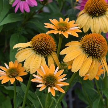 Echinacea Sombrero® 'Granada Gold' (310478)