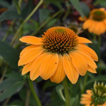 Echinacea Sombrero® 'Granada Gold'