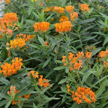 Asclepias tuberosa '' (310480)