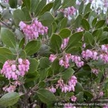 Arctostaphylos 'Monica'