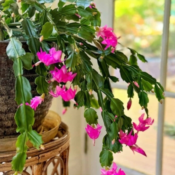 Schlumbergera truncata