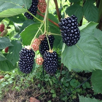 Rubus 'APF-153T' PP26990