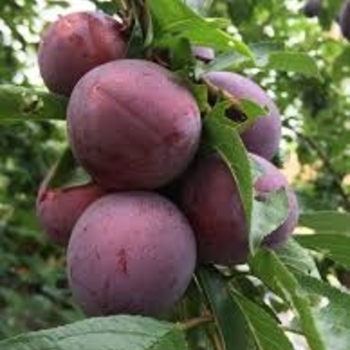Prunus salicina 'Methley' 