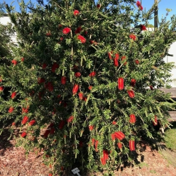 Callistemon viminalis 'LC01' PP25011