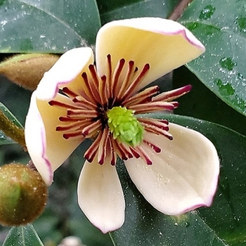 Magnolia figo var. skinneriana