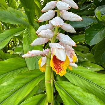 Alpinia nutans