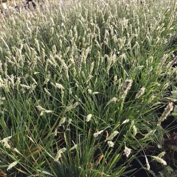 Sesleria 'Greenlee' 