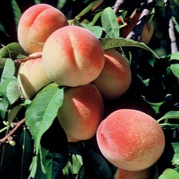 Prunus persica 'Elberta' 