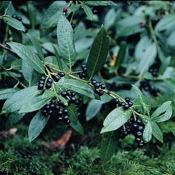 Prunus laurocerasus 'Schipkaensis' 