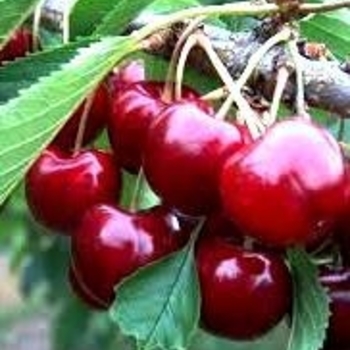 Prunus avium 'Lapins' 