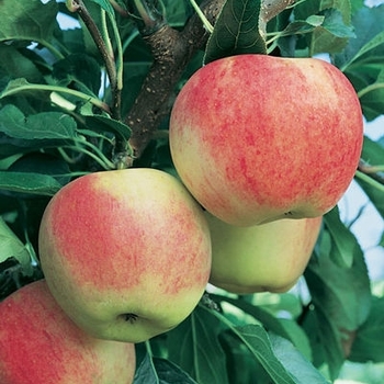 Malus domestica 'Gala' 