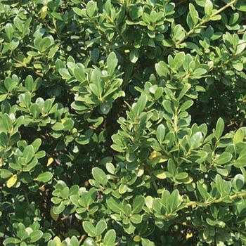 Ilex crenata 'Bennett's Compacta' 