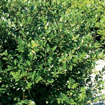 Ilex crenata 'Green Lustre' 