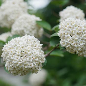 Viburnum carlesii 'Spice Cowboy™'