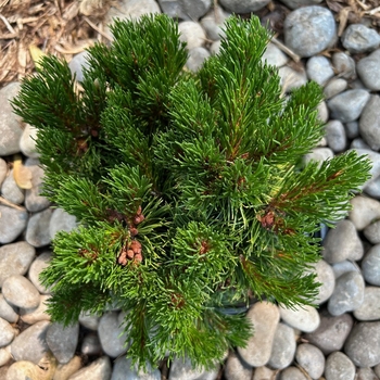 Pinus mugo