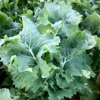 Brassica oleracea var. sabellica 'Lacinato'