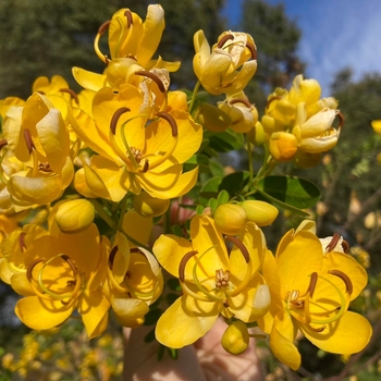 Cassia (Senna) bicapsularis