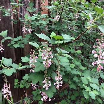Ribes malvaceum 'Dancing Tassels' 