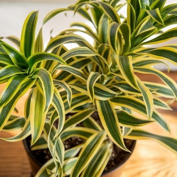 Dracaena reflexa