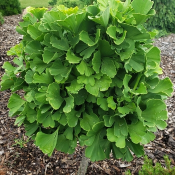 Ginkgo biloba 'Troll' 