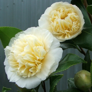 Camellia x williamsii 'Jury's Yellow' 