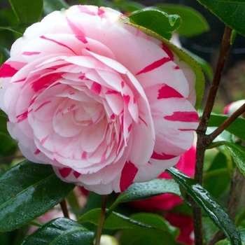 Camellia japonica 'LA Peppermint' 