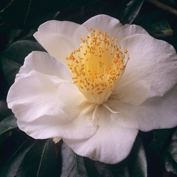 Camellia japonica 'White Empress' 
