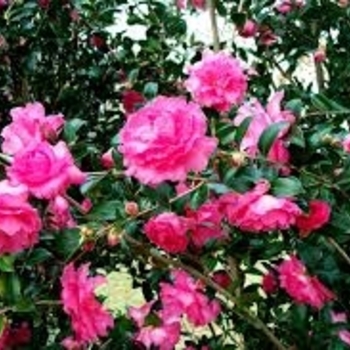 Camellia sasanqua 'Rose of Autumn' 